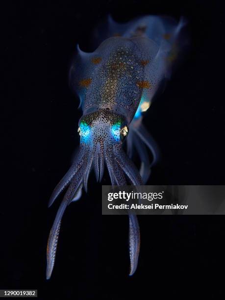 bigfin reef squid - sepioteuthis lessoniana - kalamar stock-fotos und bilder