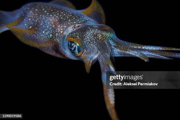 bigfin reef squid - sepioteuthis lessoniana - bigfin reef squid stock pictures, royalty-free photos & images