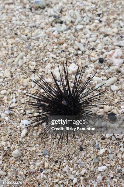 close-up of sea ​​urchins - sea urchin stock pictures, royalty-free photos & images