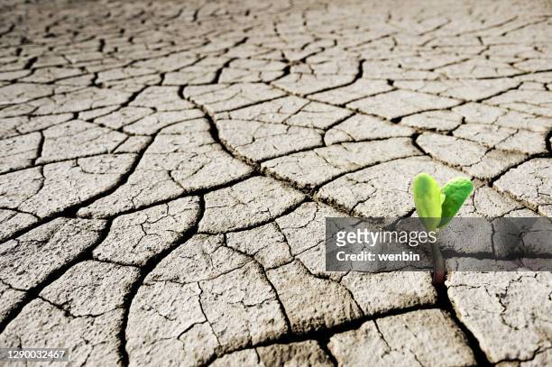 tenacious vitality, environmental protection - farming drought stock pictures, royalty-free photos & images