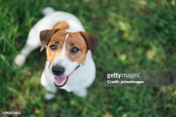 de russelterriër van jack op gazon dichtbij huis. gelukkige hond met ernstige blik - beagle stockfoto's en -beelden