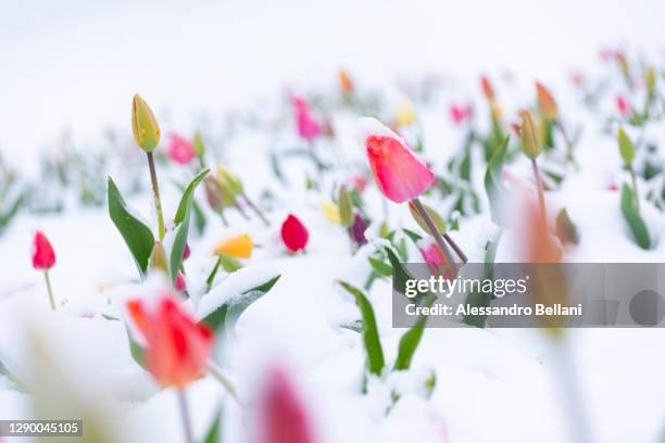 tulips blooming in the snow, switzerland - tulp stockfoto's en -beelden