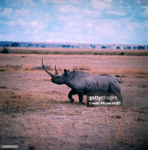 Rhinocéros noir dans la savane, aout 1972, Kénya.