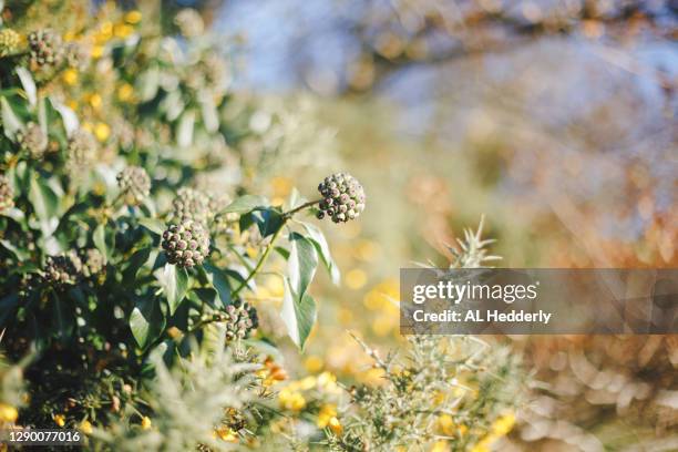 ivy seed heads in a hedgerow - gorse stock pictures, royalty-free photos & images