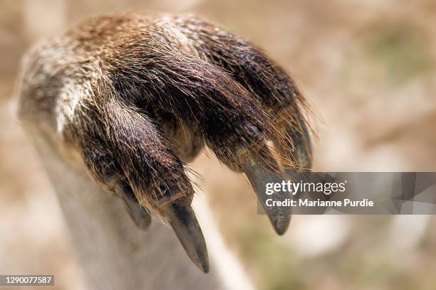 154 Kangaroo Foot Photos and Premium High Res Pictures - Getty Images 154 Kangaroo Foot Photos and Premium High Res Pictures - Getty Images