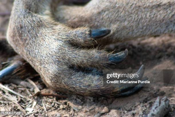145 Kangaroo Foot Photos and Premium High Res Pictures - Getty Images 145 Kangaroo Foot Photos and Premium High Res Pictures - Getty Images