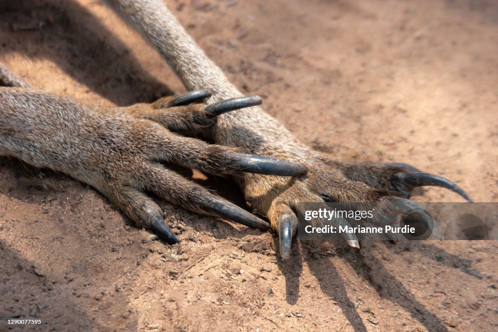 Kangaroo Paws High-Res Stock Photo - Getty Images Kangaroo Paws High-Res Stock Photo - Getty Images