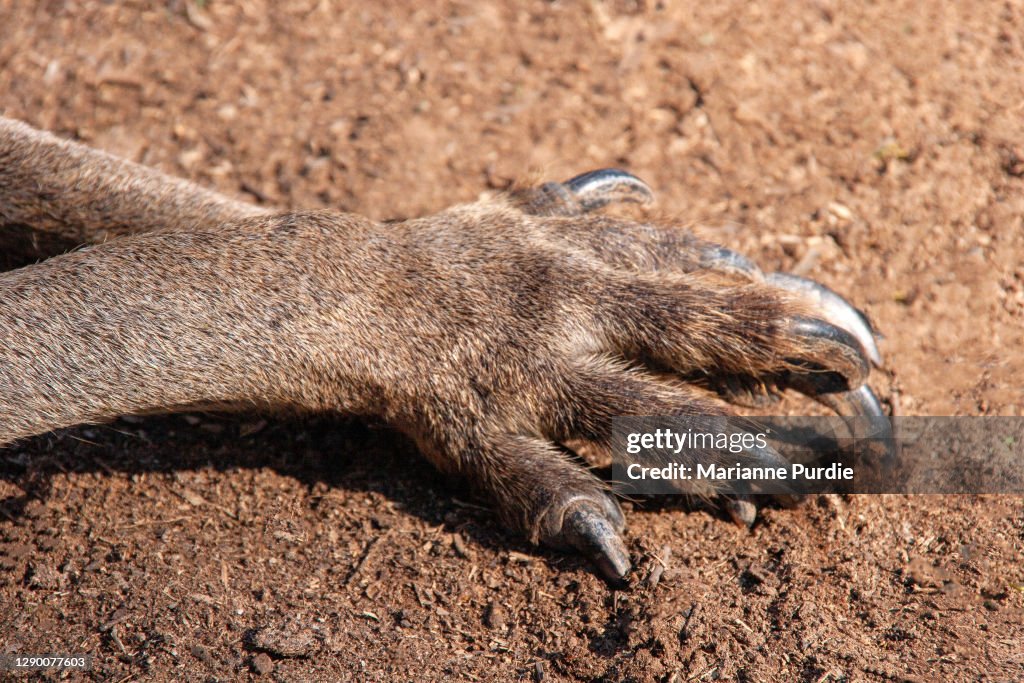 Kangaroo Paws High-Res Stock Photo - Getty Images Kangaroo Paws High-Res Stock Photo - Getty Images
