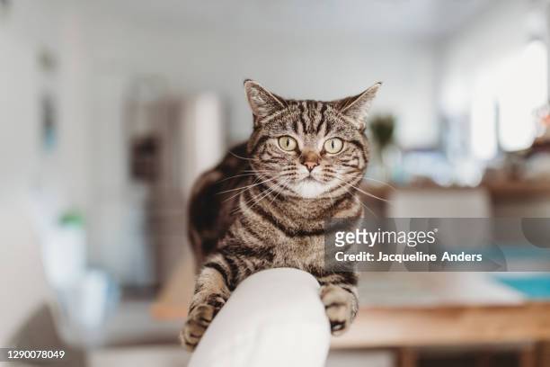 portrait of a sweet kitty cat on a chair in the kitchen - tabby cat stockfoto's en -beelden