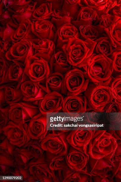 full frame of roses bouquet - rosa germanica foto e immagini stock