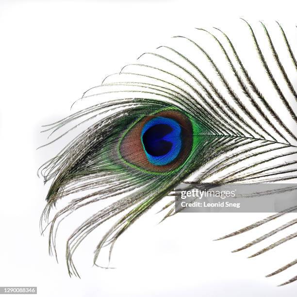 peacock feather top view on a white background isolated close up - daunenfeder freisteller stock-fotos und bilder