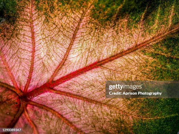 close up of caladium agricultural plant - caladium fotografías e imágenes de stock