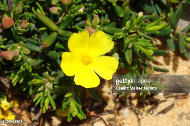 yellow rock rose (halimium calycinum) - halimium stock pictures, royalty-free photos & images