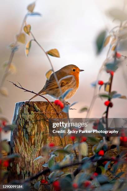 a european robin, garden bird perched on a rustic post with festive red berries - robin stock-fotos und bilder