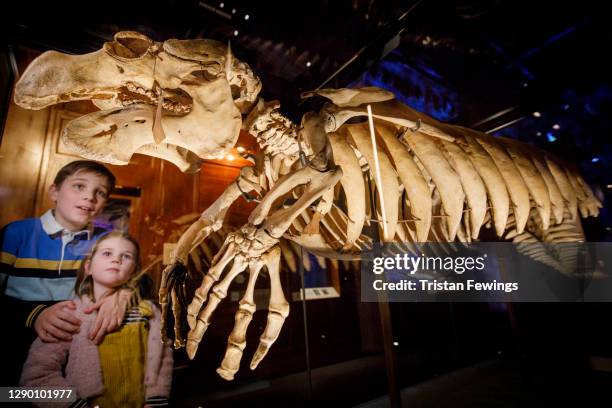 Manatee skeleton goes on view during the "Fantastic Beasts: The Wonder of Nature" photo call at Natural History Museum on December 08, 2020 in...