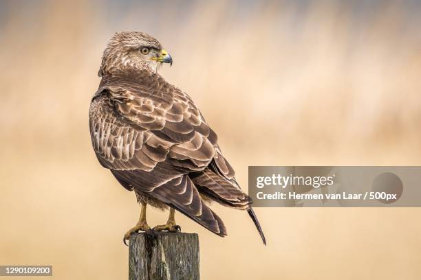 close-up of hawk - eurasian buzzard of prey perching on wooden post,amsterdam,netherlands - passaro-gaiola imagens e fotografias de stock