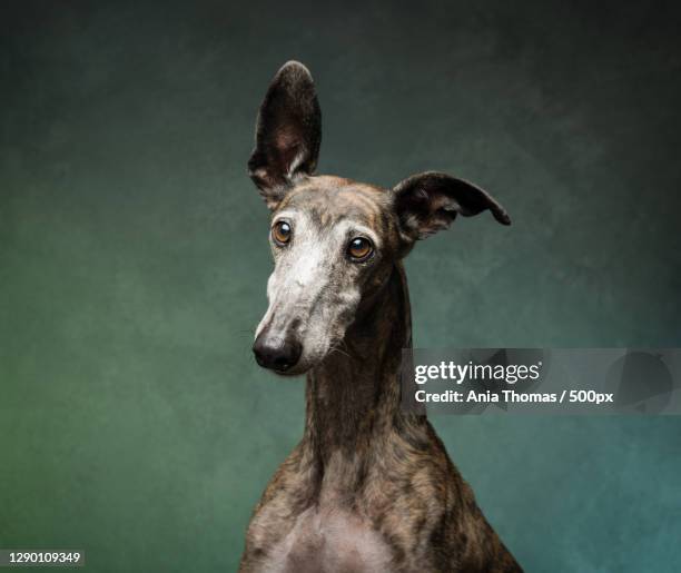portrait of deer standing against wall,bilbao,vizcaya,spain - greyhound stock pictures, royalty-free photos & images