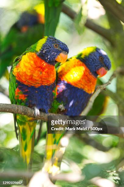 close-up of parrots perching on branch - lori stock-fotos und bilder