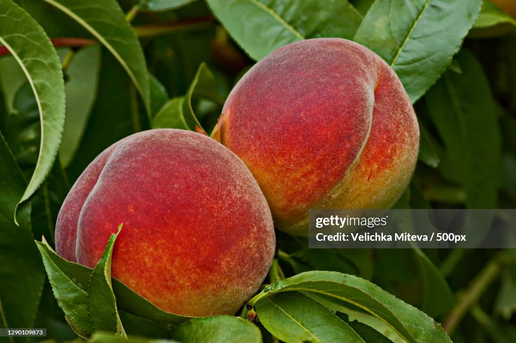 Close-up of apples growing on tree,Zavet,Bulgaria