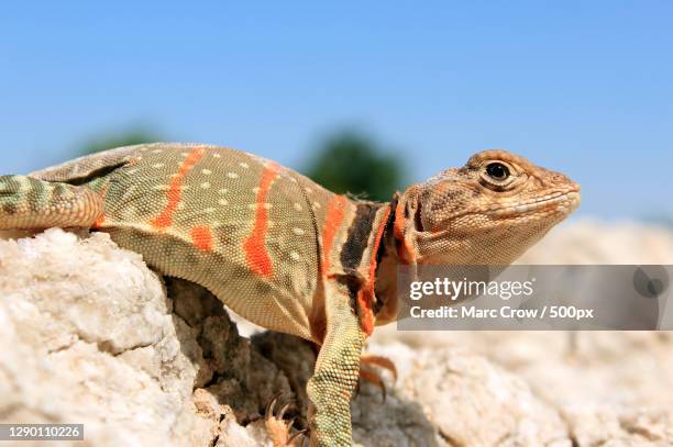 close-up of collared lizard on rock,oklahoma,united states,usa - lagarto de collar fotografías e imágenes de stock