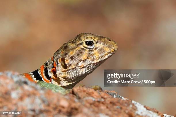 close-up of collared lizard on rock - lagarto de collar fotografías e imágenes de stock