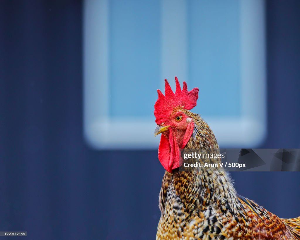 Close-up of rooster,Kochi,Kerala,India