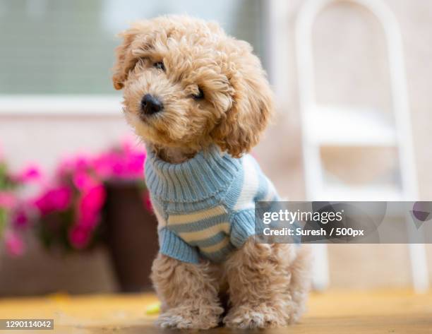 cute puppy looking away - caniche de juguete fotografías e imágenes de stock
