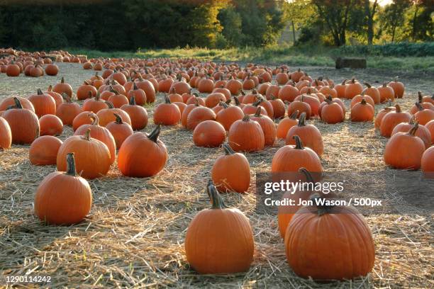 view of pumpkins on field,easton,connecticut,united states,usa - pumpkin patch stock pictures, royalty-free photos & images