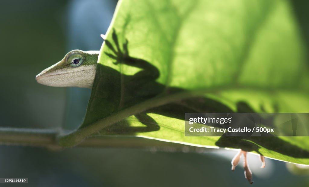 Close-up of anole chameleon on plant,Austin,Texas,United States,USA