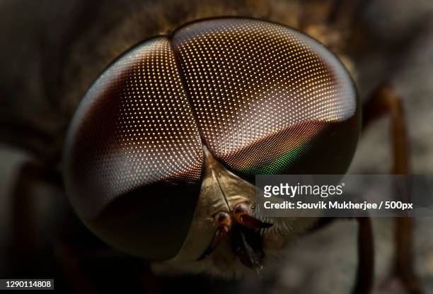 close-up of fly - tierisches auge stock-fotos und bilder