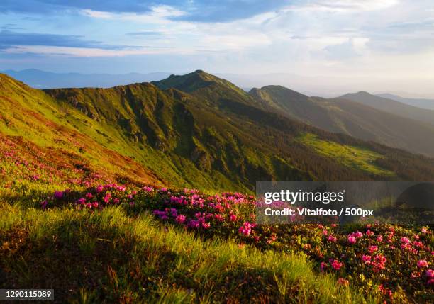 scenic view of flowering plants and mountains against sky - rhododendron stock pictures, royalty-free photos & images