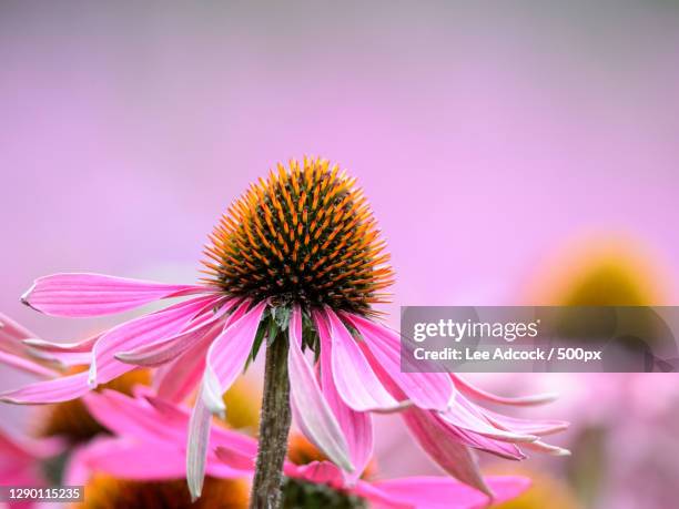 Penthrop Pensthorpe Photos and Premium High Res Pictures - Getty Images