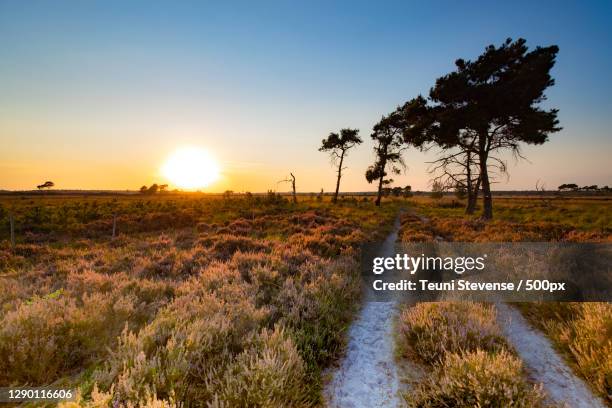 scenic view of field against sky during sunset,kalmthoutse heide,kalmthout,belgium - heather stockfoto's en -beelden