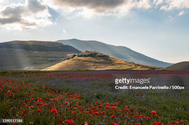 scenic view of flowering plants on field against sky,castelluccio di norcia,italy - castelluccio di norcia stock-fotos und bilder