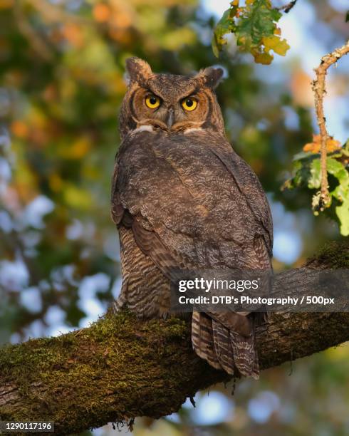 low angle view of great horned owl perching on branch - mocho orelhudo - fotografias e filmes do acervo