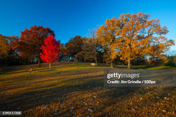 trees on field against sky during autumn,lakeville,minnesota,united states,usa - lakeville minnesota stock pictures, royalty-free photos & images