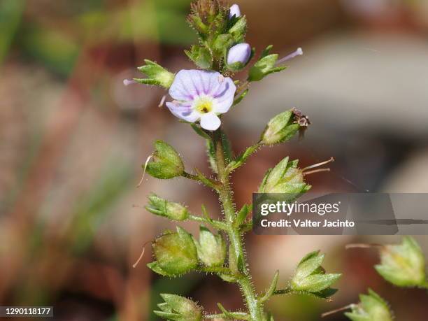 Vic Speedwell 72 Water Speedwell Stock Photos, High-Res Pictures, and Images - Getty ...