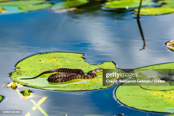 the lotus,canada - water snake stock pictures, royalty-free photos & images