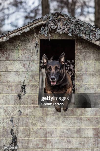 colpo d'azione del cane di razza pura pedigree in un luogo militare - military training foto e immagini stock