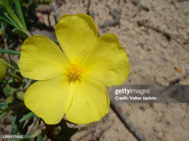 yellow rock rose (halimium calycinum) - halimium stock pictures, royalty-free photos & images