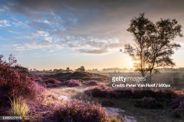 trees on field against sky during sunset,kalmthoutse heide,kalmthout,belgium - heather stock pictures, royalty-free photos & images