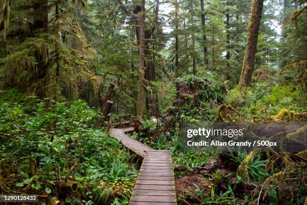 view of boardwalk amidst trees in forest,pacific rim national park,canada - pacific rim imagens e fotografias de stock