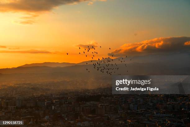 pigeons fly above the city of antakya at dusk, in turkey. - antakya stock pictures, royalty-free photos & images