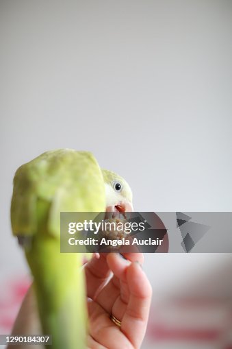 A Playful Baby Quaker Parrot High-Res Stock Photo Getty Images