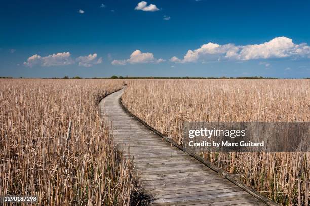 boardwalk through pristine wetland habitat, point pelee national park, ontario, canada - boardwalk stock pictures, royalty-free photos & images