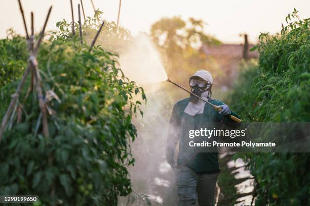 asian farmer wear safety clothes with protective mask spraying organic pesticides on tomato plants in the garden - pest control equipment stock pictures, royalty-free photos & images