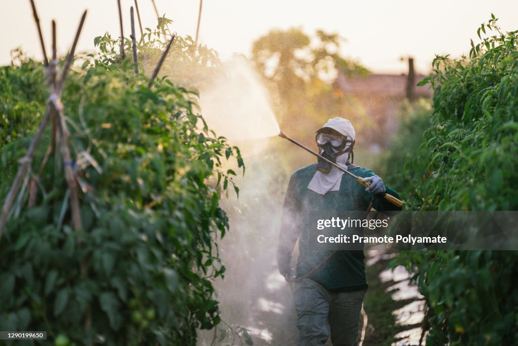 Asian farmer wear safety clothes with protective mask spraying organic pesticides on tomato plants in the garden
