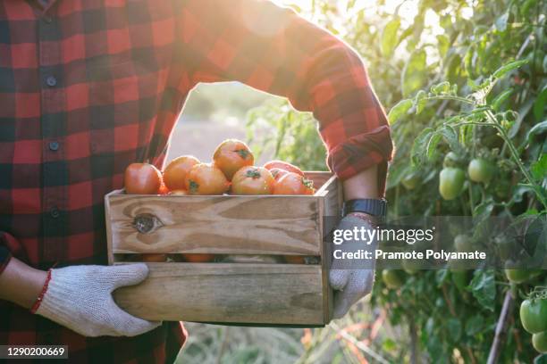 close up farmer hold a wooden crate with fresh tomatoes in plant. food, vegetables, agriculture - tomato plant stock-fotos und bilder