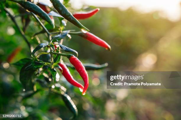 close up fresh chilli pepper in garden concept, organic chillies vegetable planting in farm countryside, red and green fruit peppers on stem - peper stockfoto's en -beelden