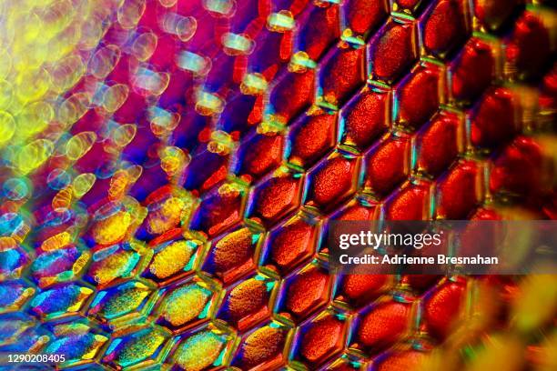 psychedelic snakeskin - reptile print foto e immagini stock